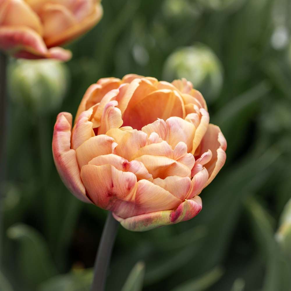 Tulpan 'La Belle Epoque'